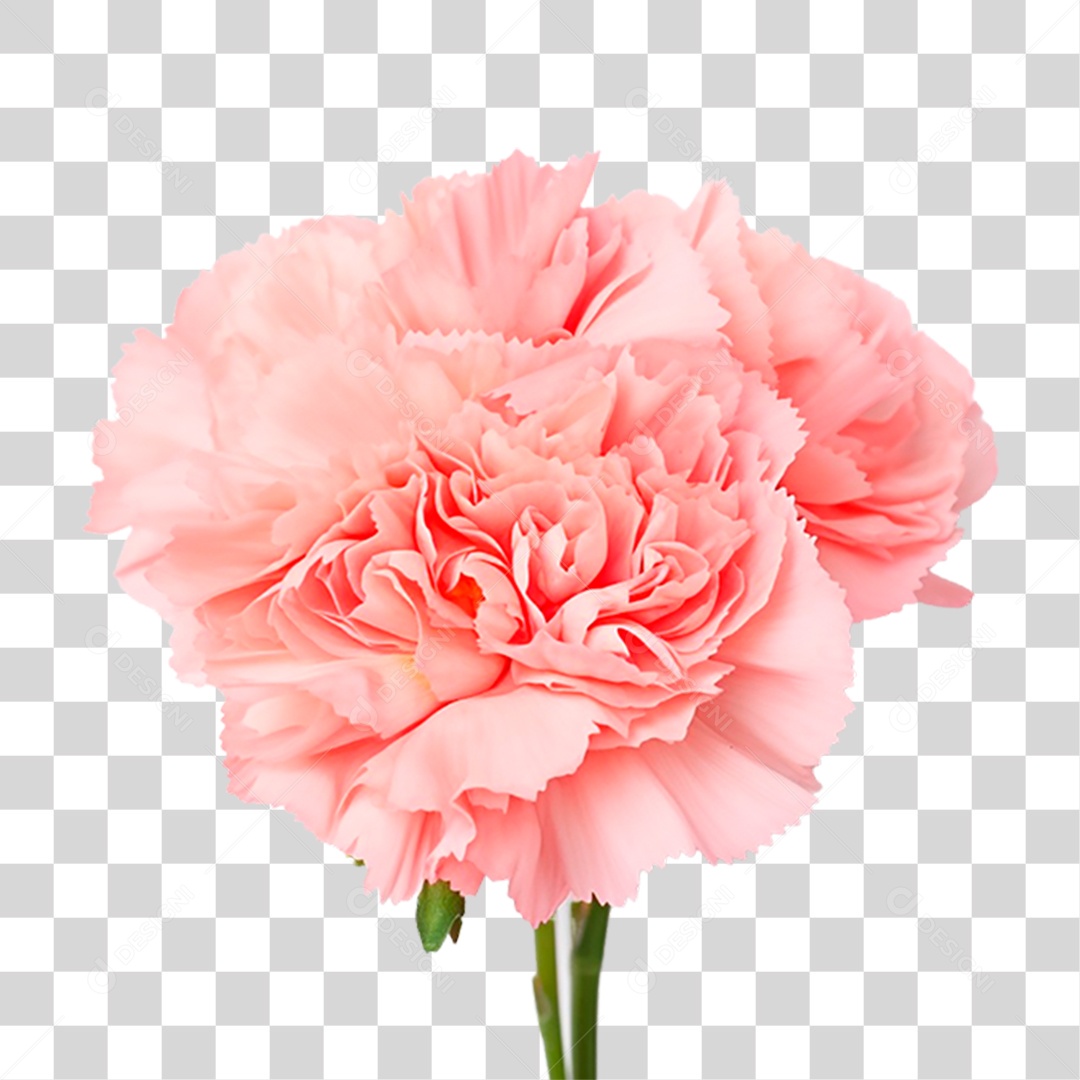 Craveiro PNG Transparente