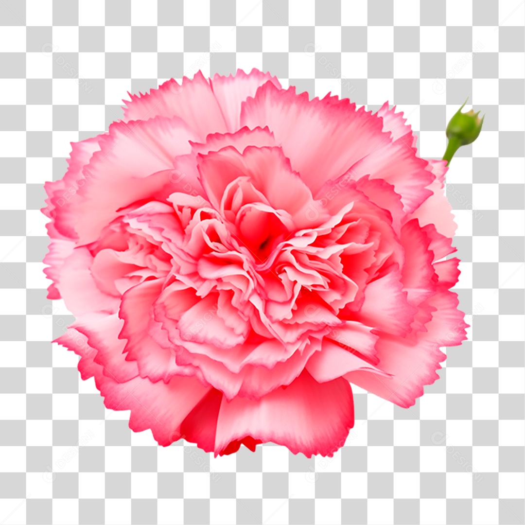 Craveiro PNG Transparente