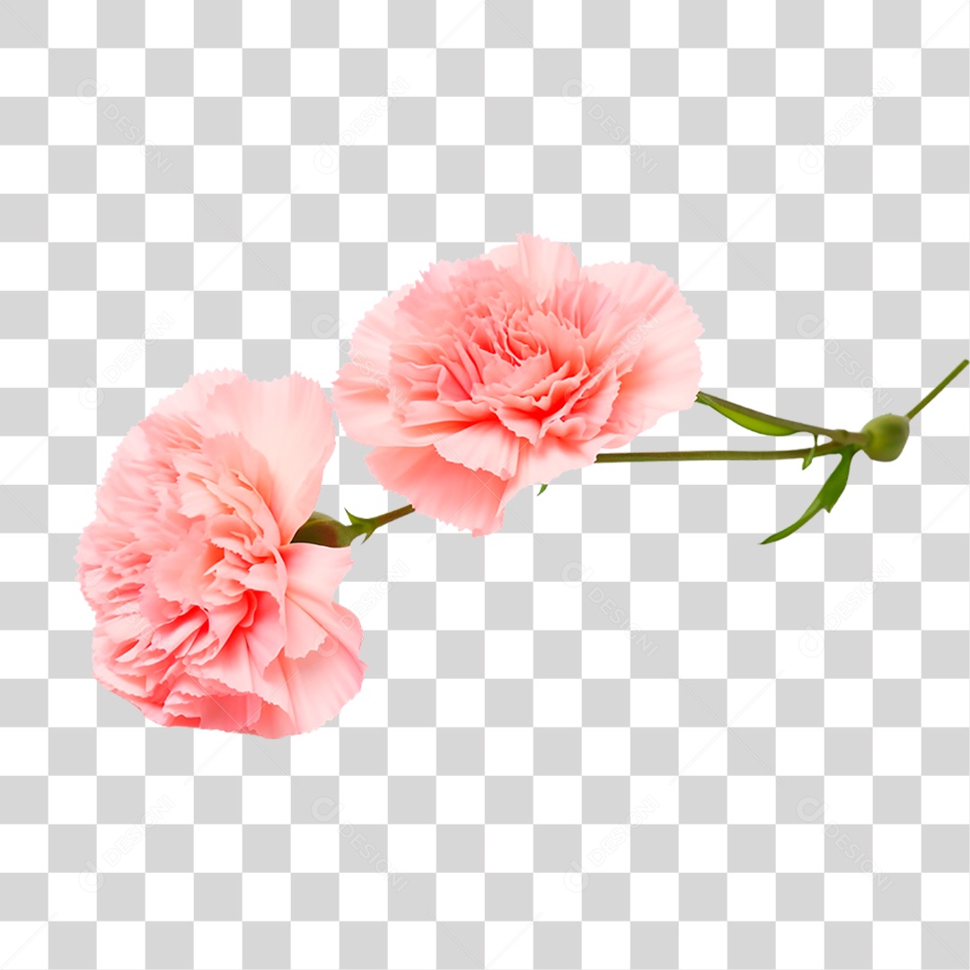 Craveiro PNG Transparente