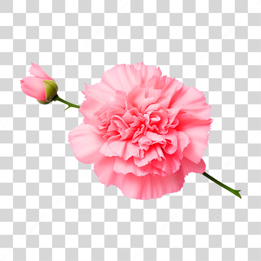 Craveiro PNG Transparente