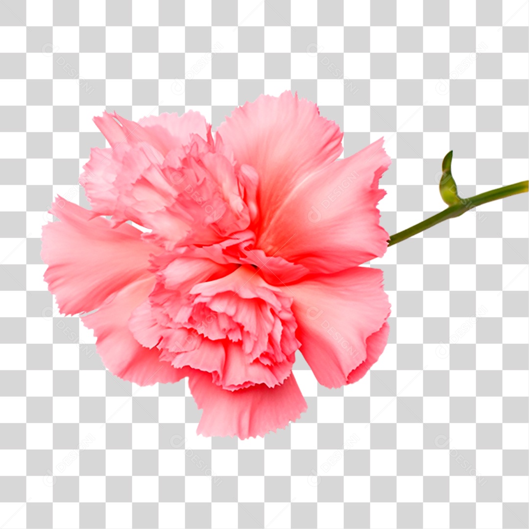 Craveiro PNG Transparente