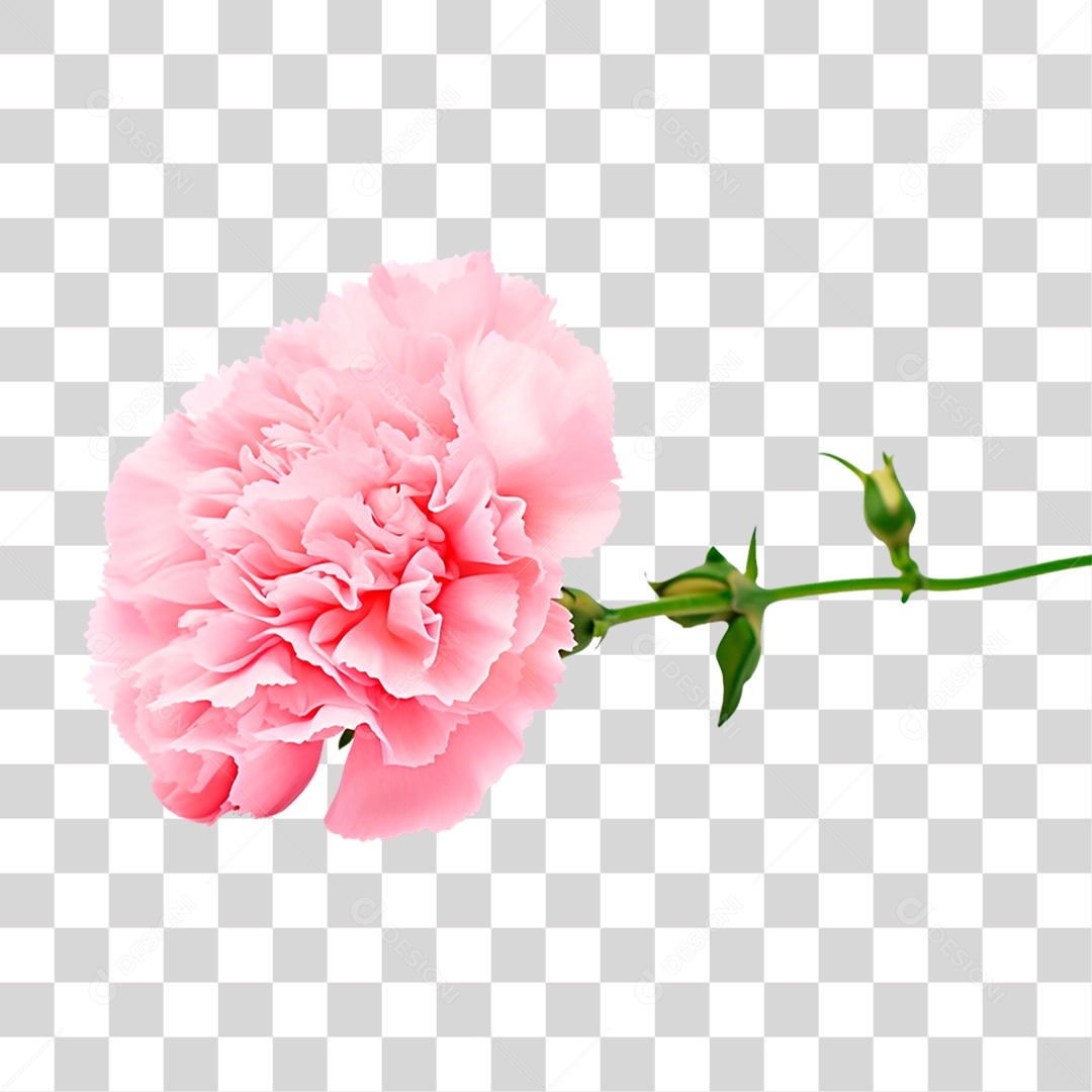 Craveiro PNG Transparente