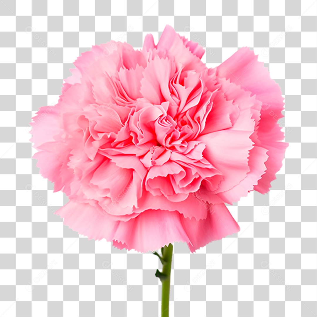 Craveiro PNG Transparente