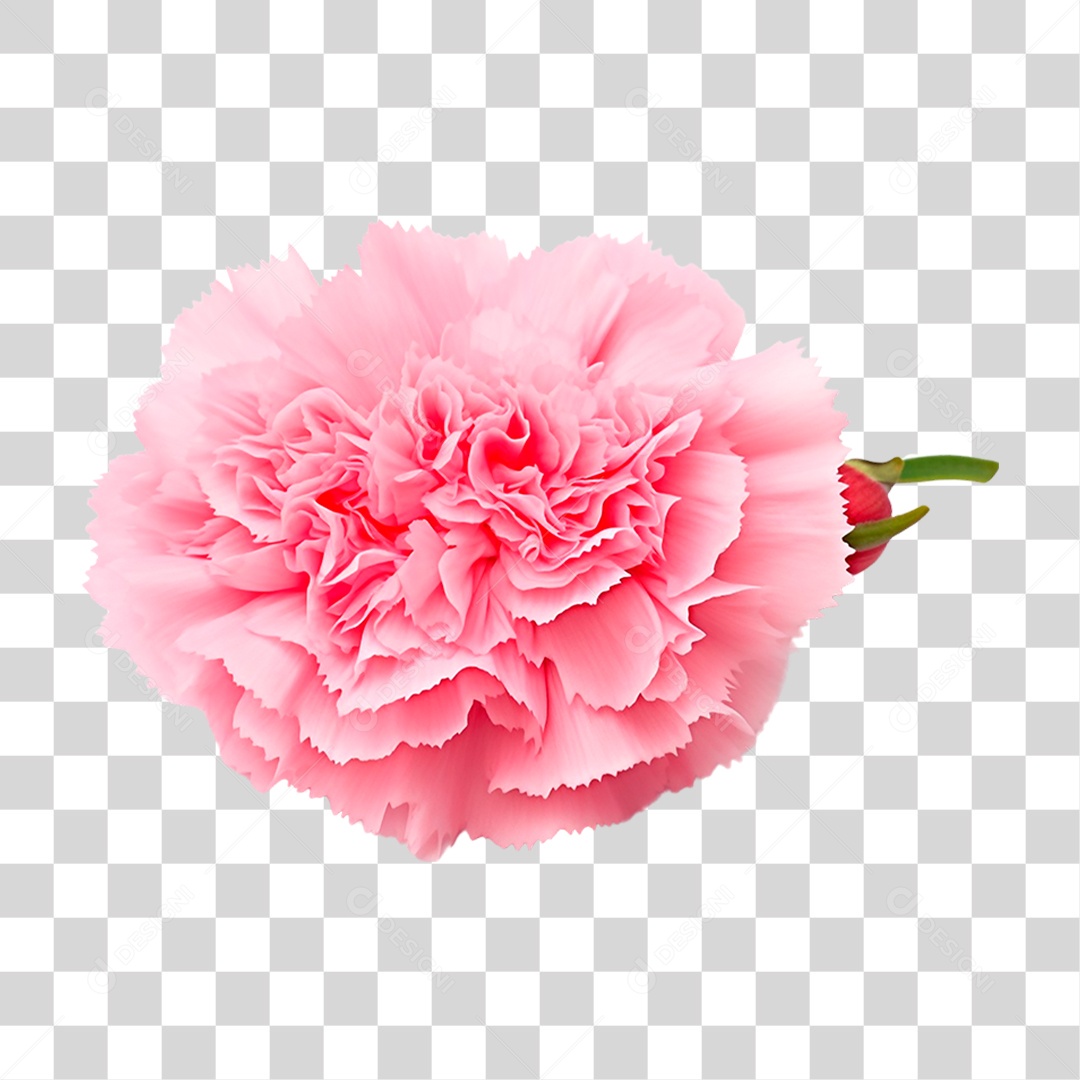 Craveiro PNG Transparente