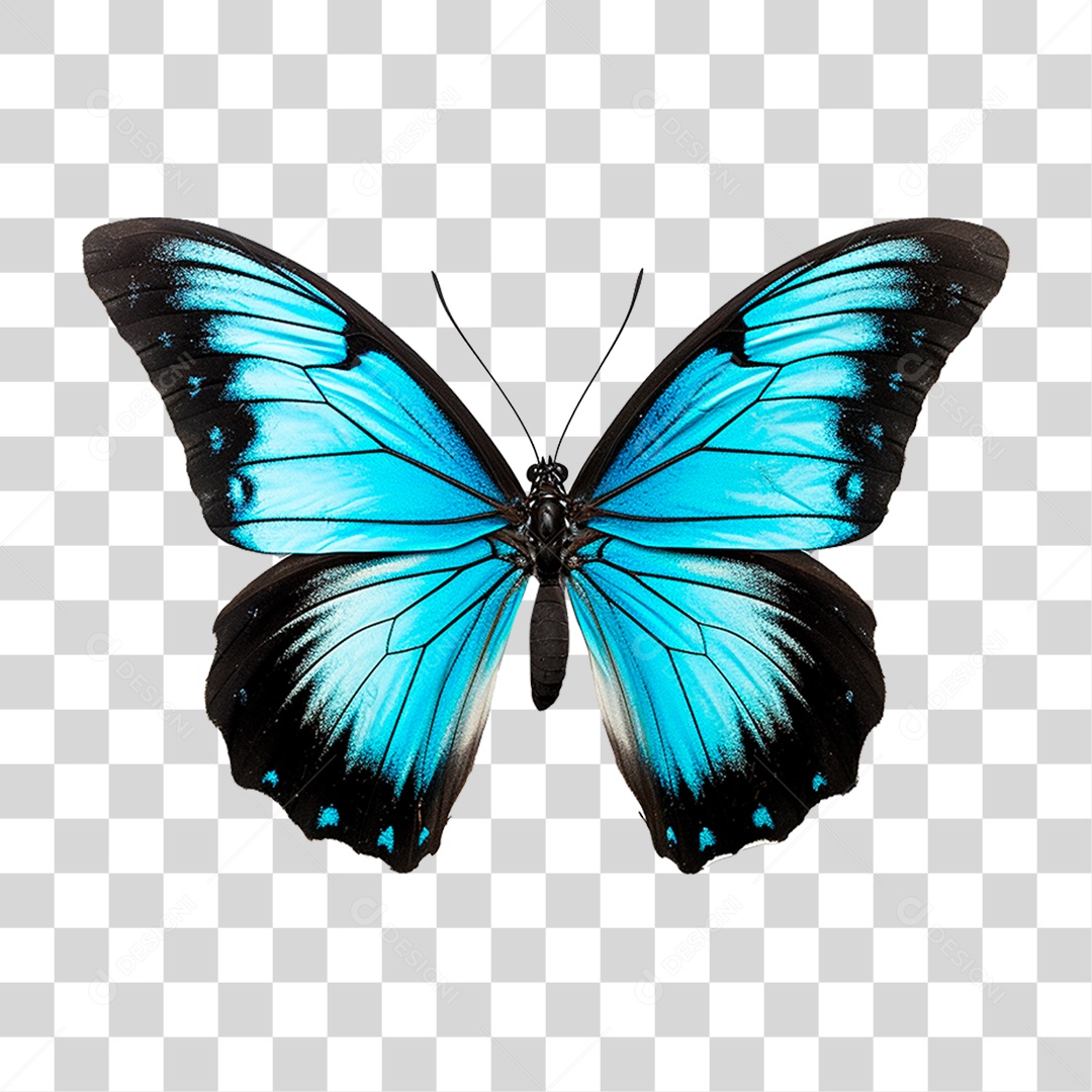 Borboleta Colorida PNG Transparente