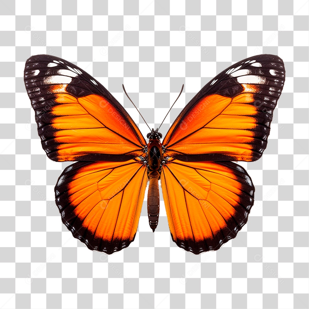 Borboleta Colorida PNG Transparente