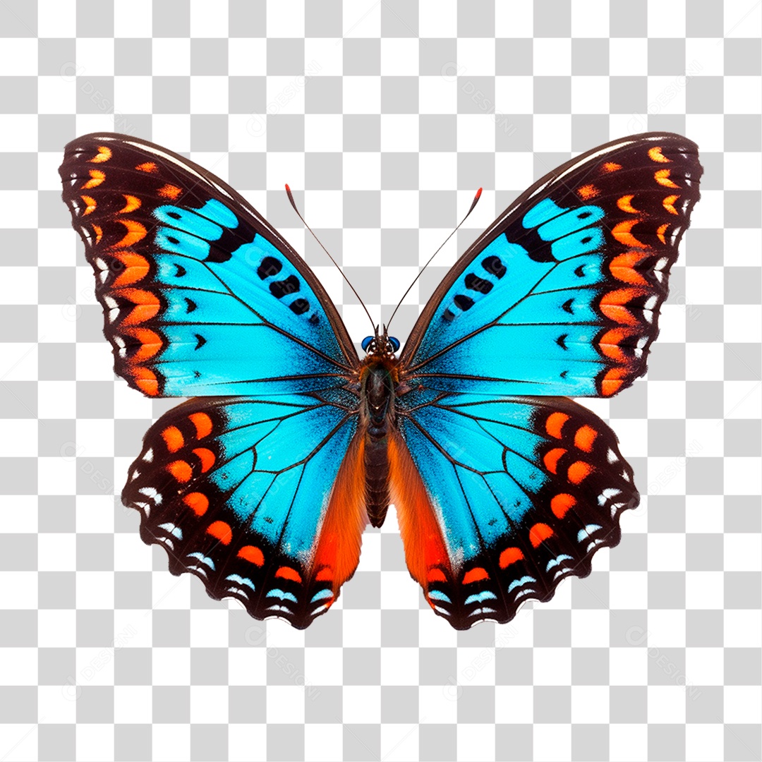 Borboleta Colorida PNG Transparente