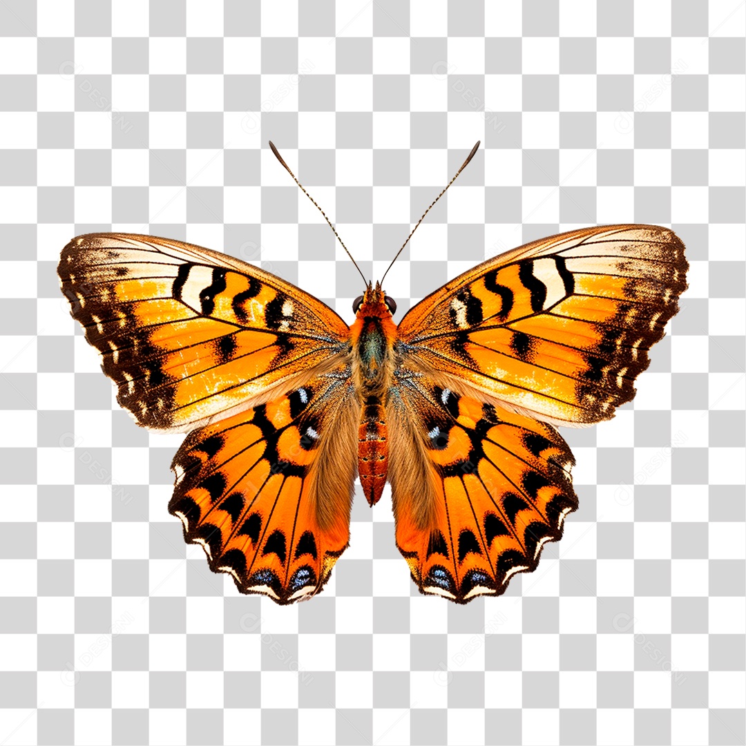 Borboleta Colorida PNG Transparente