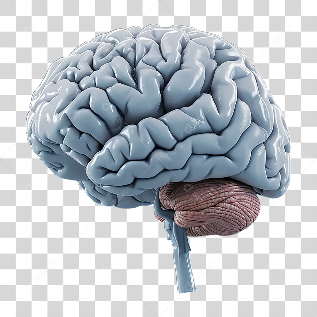 Cérebro PNG Transparente