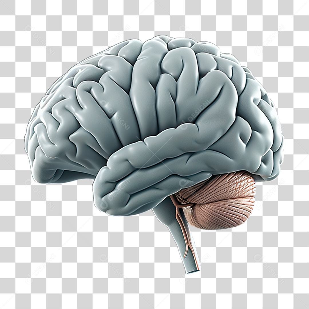 Cérebro PNG Transparente