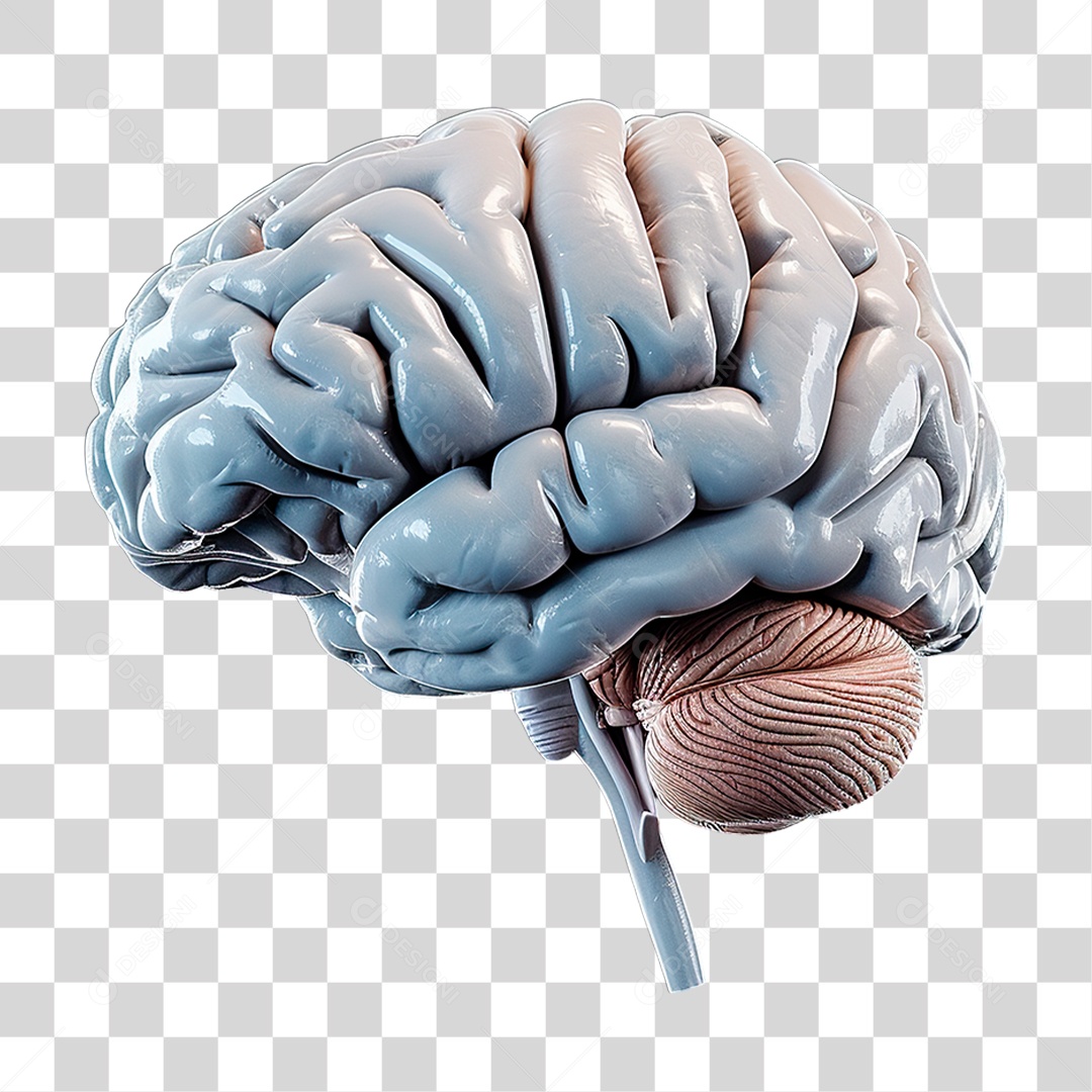 Cérebro PNG Transparente