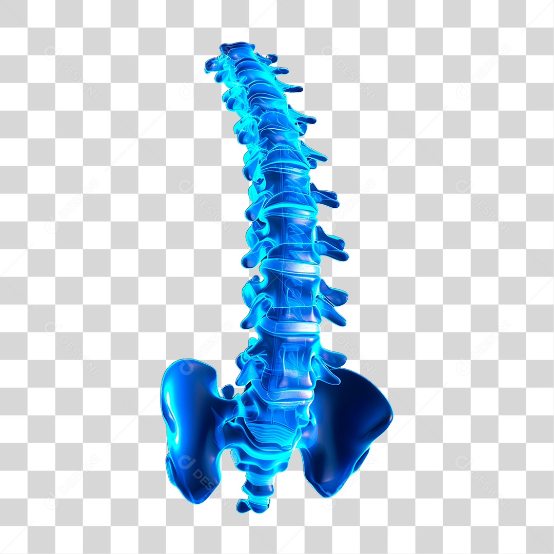 Coluna Vertebral PNG Transparente