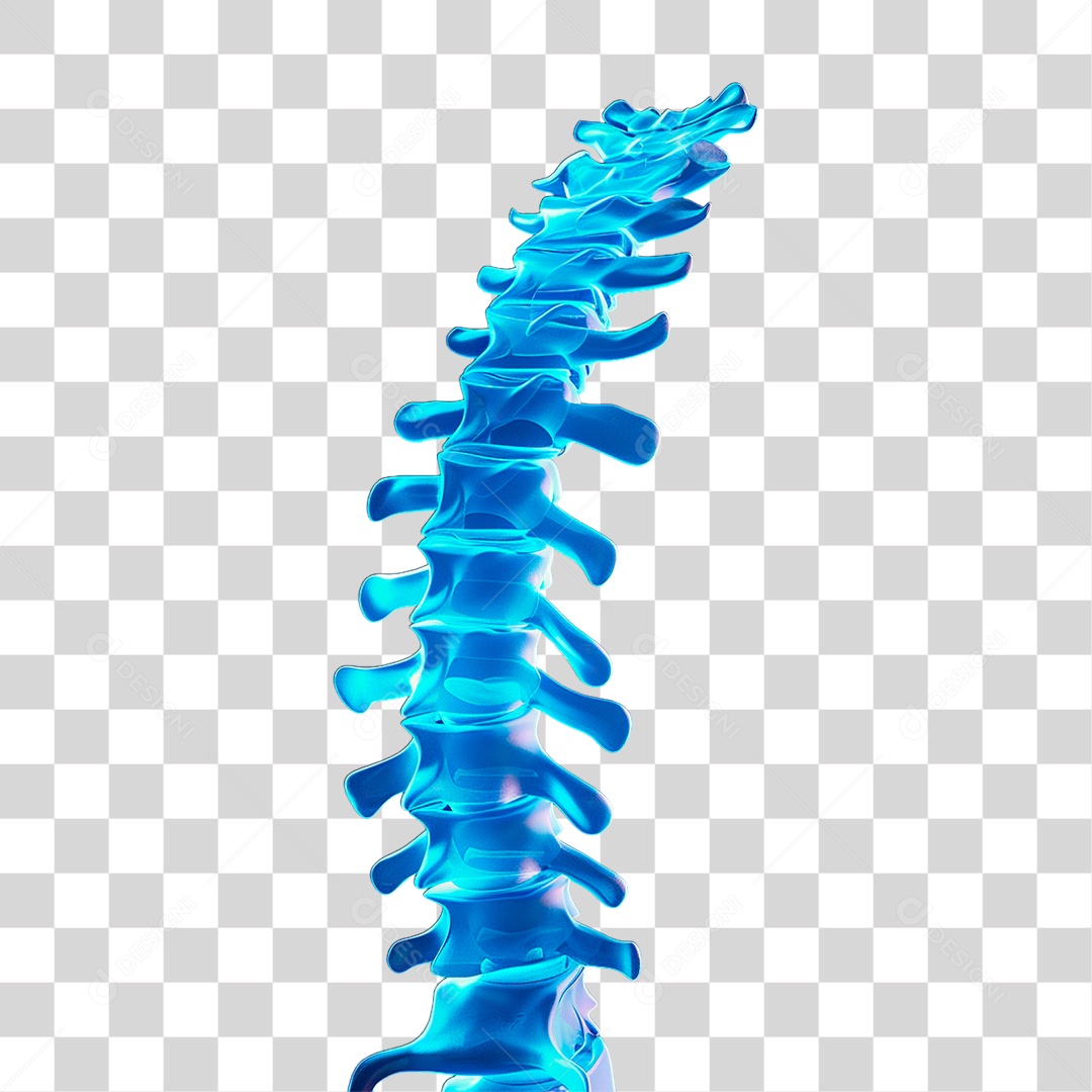 Coluna Vertebral PNG Transparente