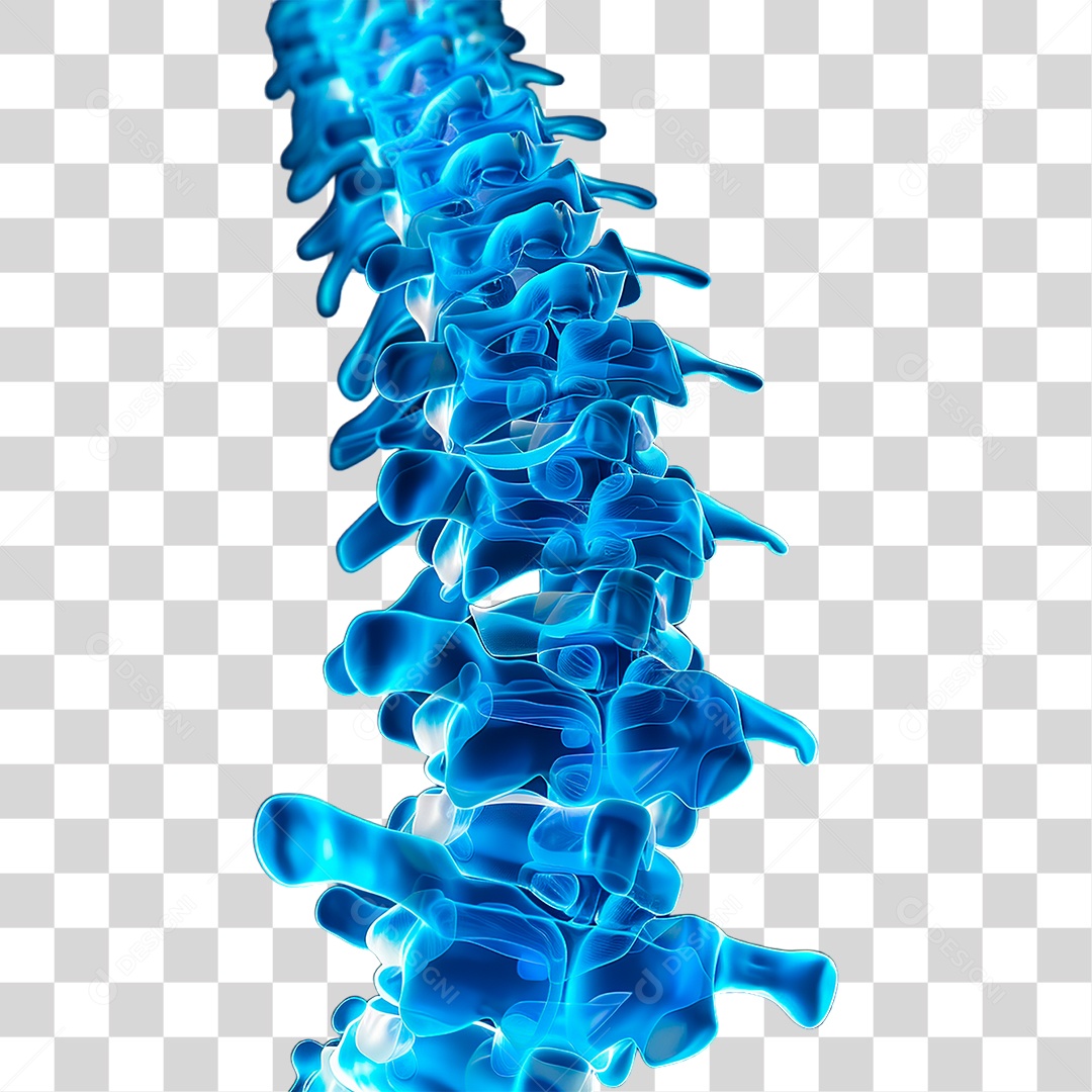 Coluna Vertebral PNG Transparente