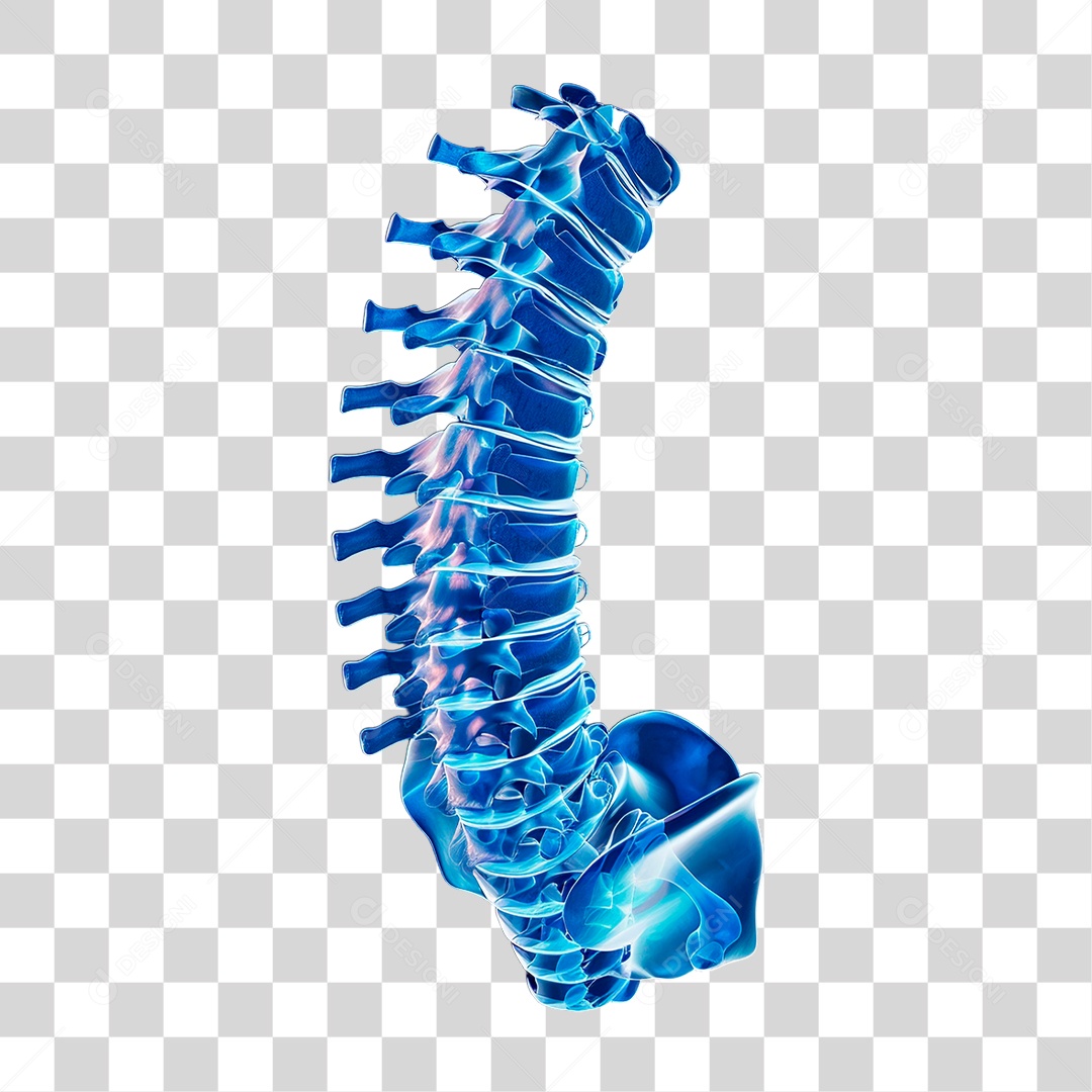Coluna Vertebral PNG Transparente