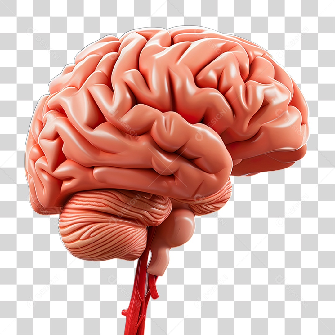 Cérebro PNG Transparente