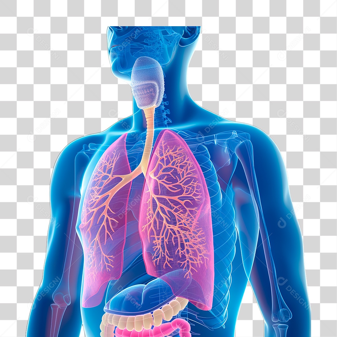 Corpo Humano PNG Transparente