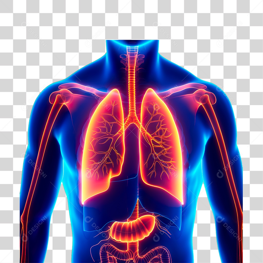 Corpo Humano PNG Transparente