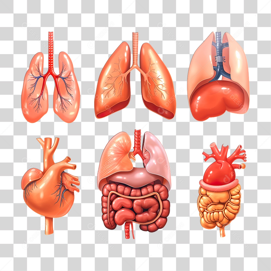 Órgão Humano PNG transparente
