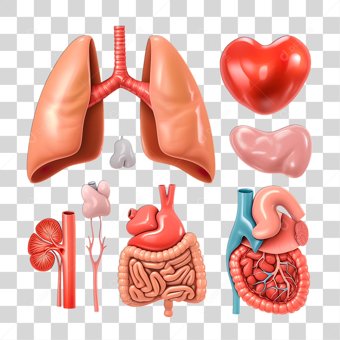 Órgão Humano PNG transparente