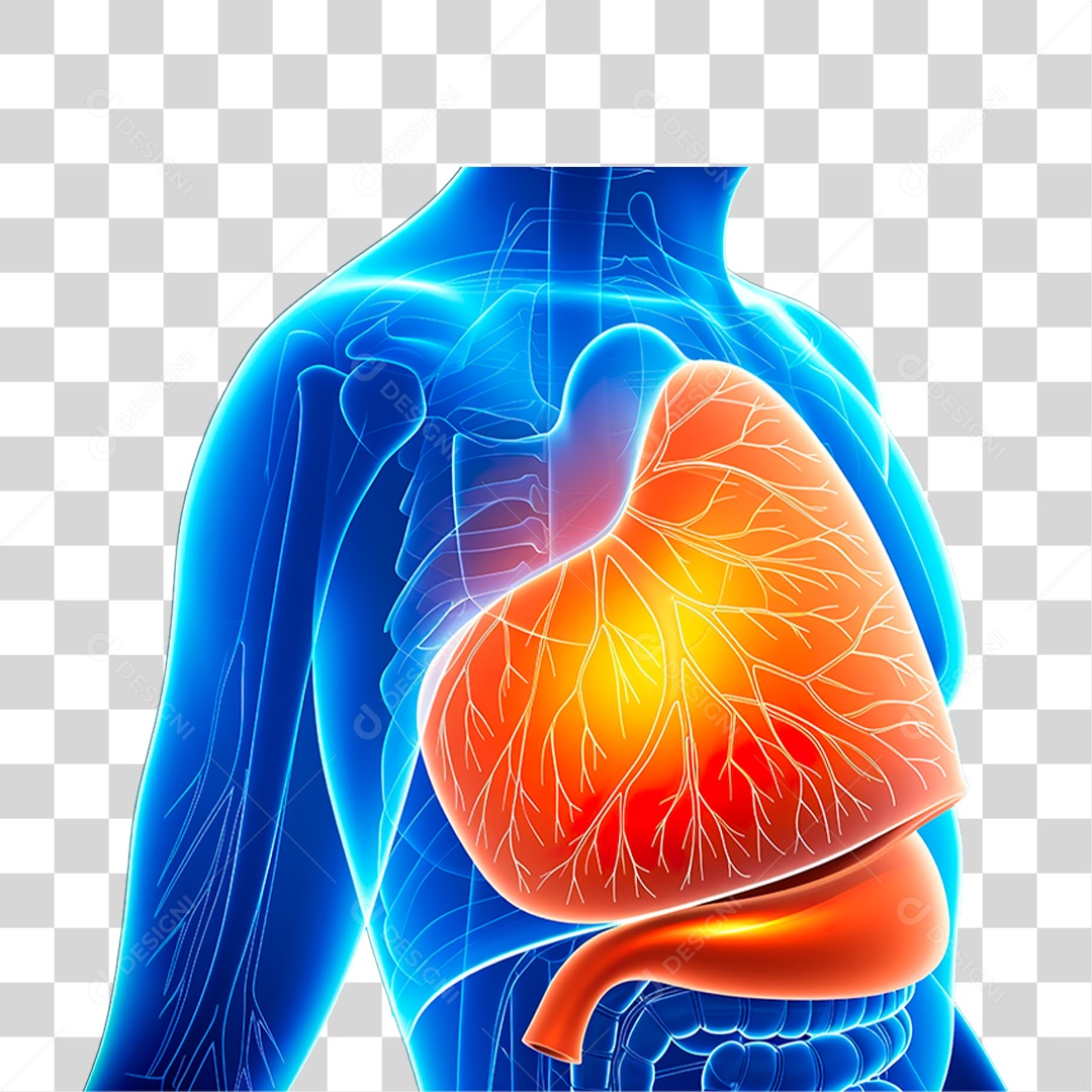 Órgão Humano PNG transparente