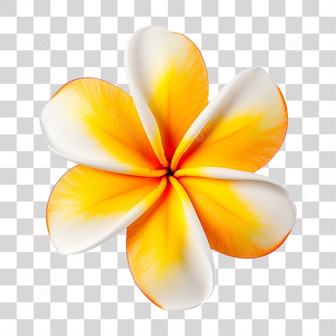 Flor de Frangipani PNG Transparente