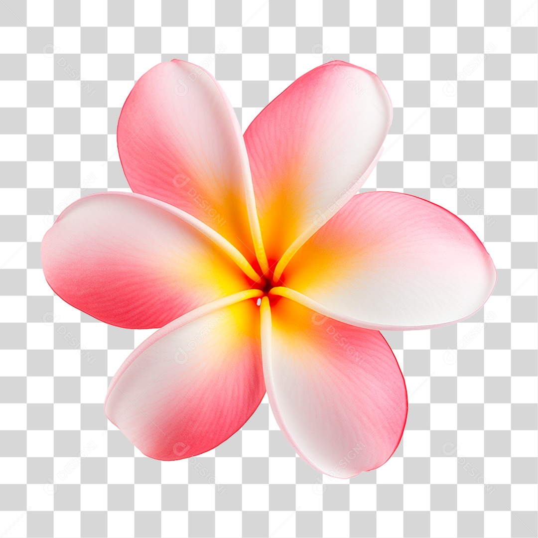 Flor de Frangipani PNG Transparente