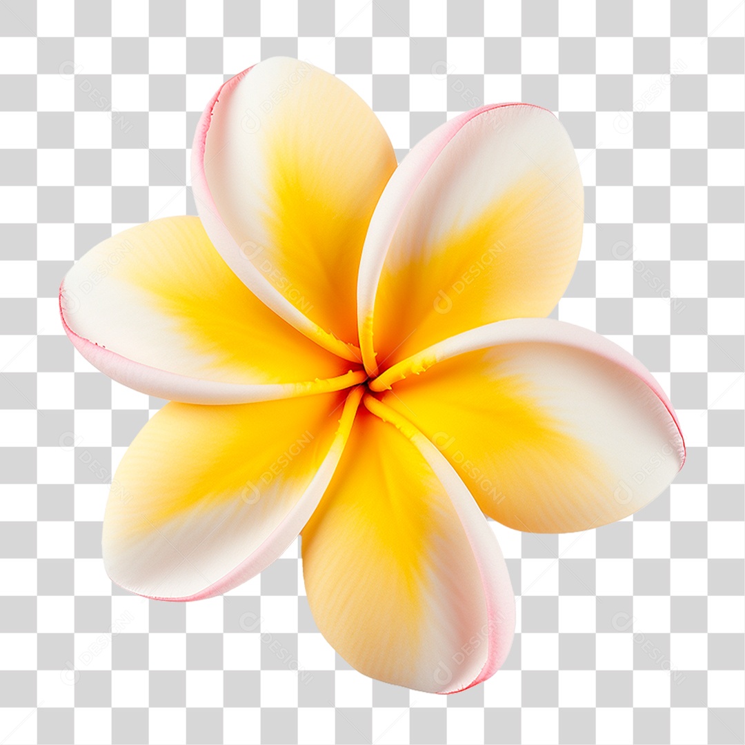 Flor de Frangipani PNG Transparente