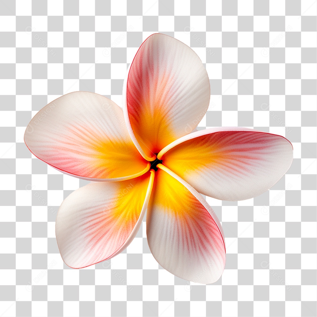 Flor de Frangipani PNG Transparente