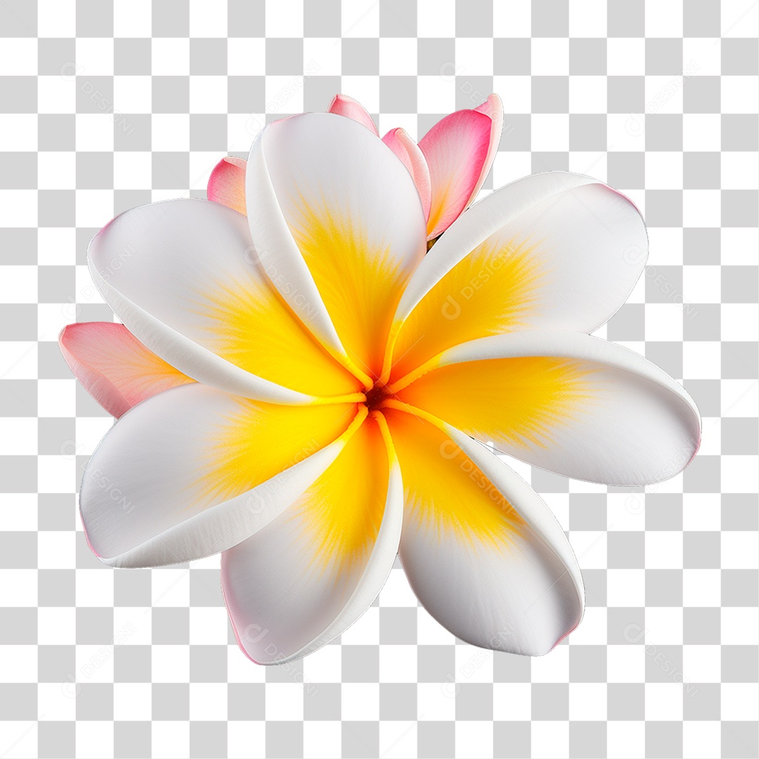 Flor de Frangipani PNG Transparente