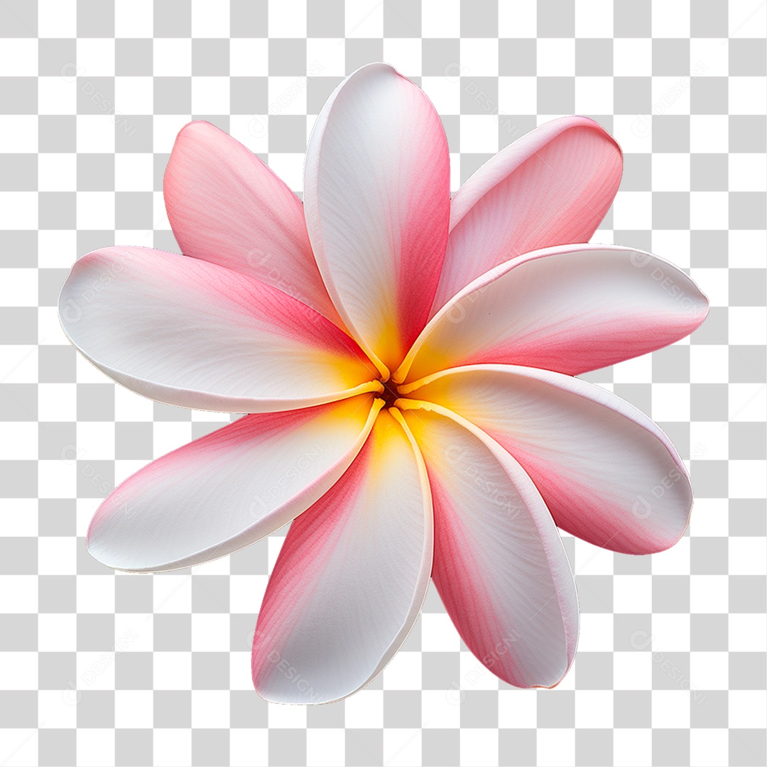 Flor de Frangipani PNG Transparente