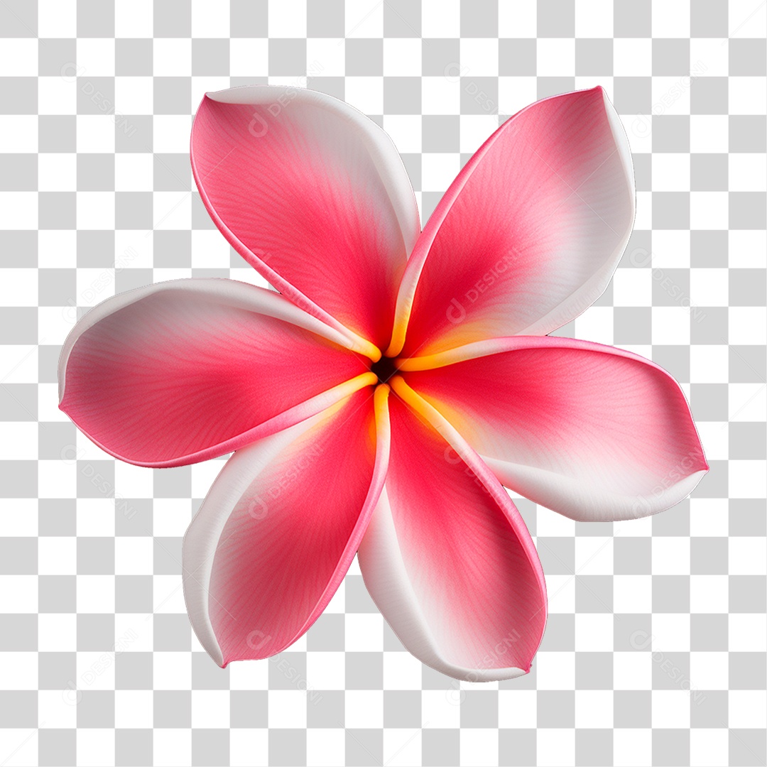 Flor de Frangipani PNG Transparente