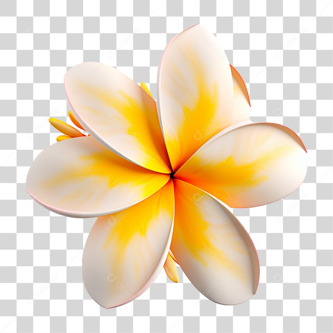 Flor de Frangipani PNG Transparente