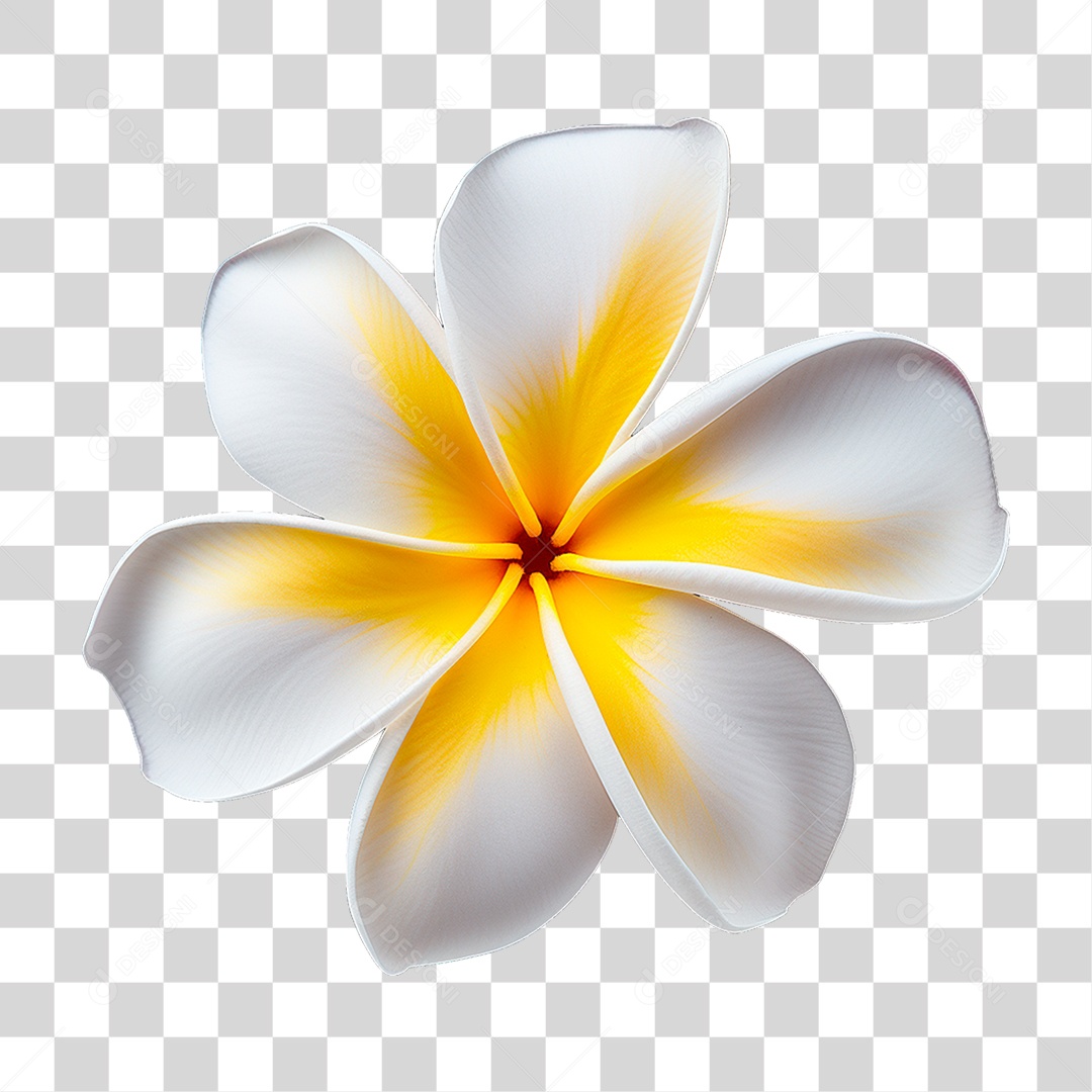 Flor de Frangipani PNG Transparente
