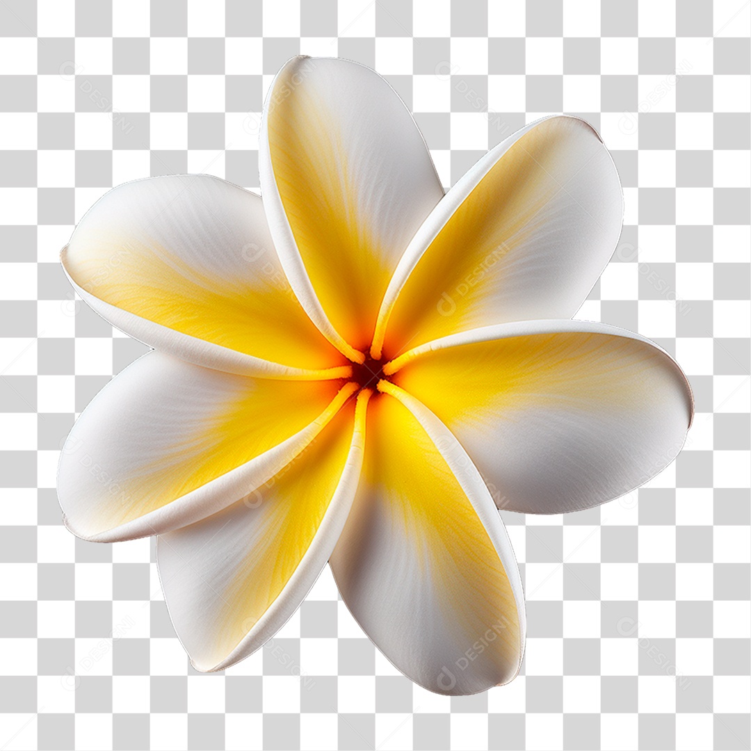 Flor de Frangipani PNG Transparente