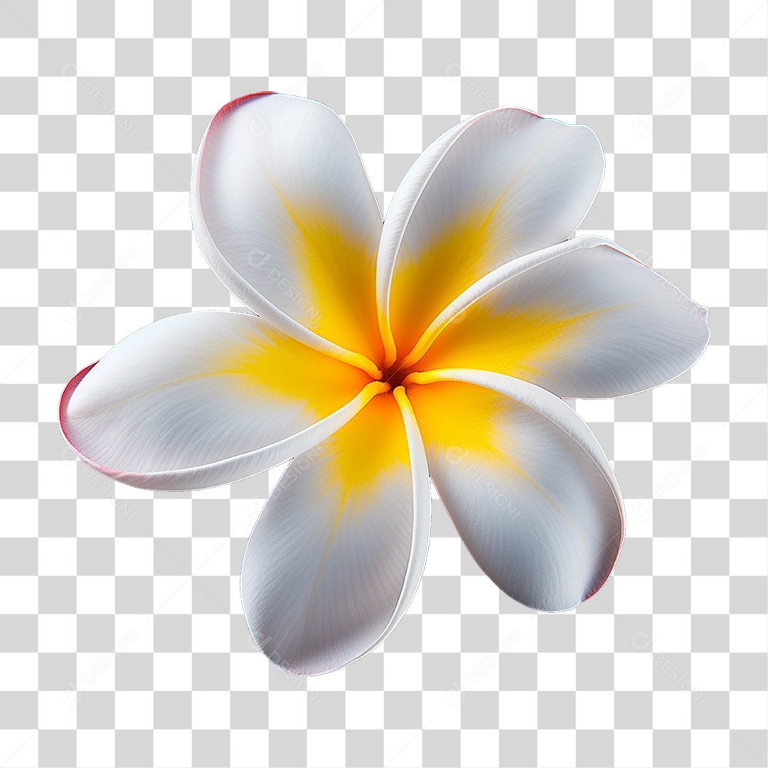 Flor de Frangipani PNG Transparente