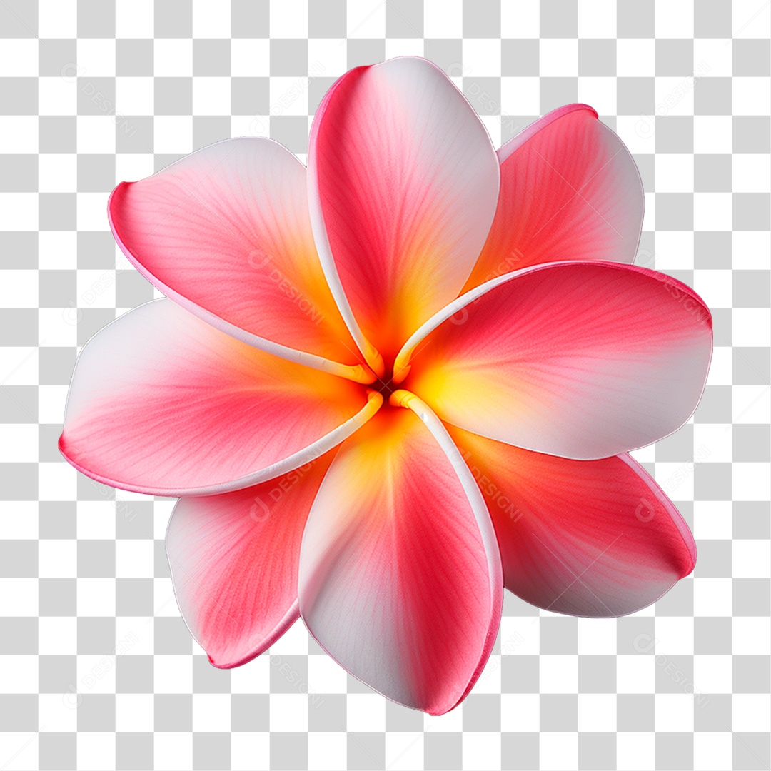 Flor de Frangipani PNG Transparente