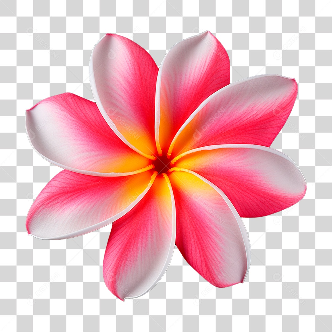 Flor de Frangipani PNG Transparente
