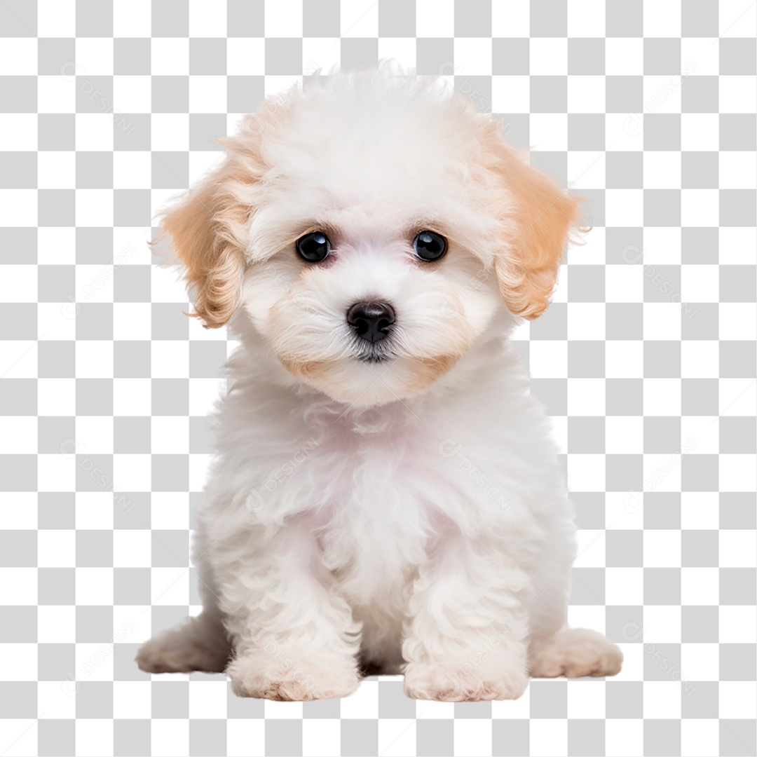 Cachorro Poodle Toy PNG Transparente