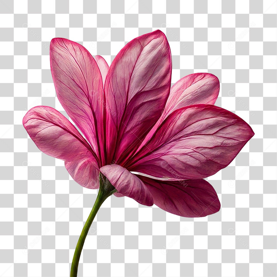 Flores Rosas Plantas PNG Transparente