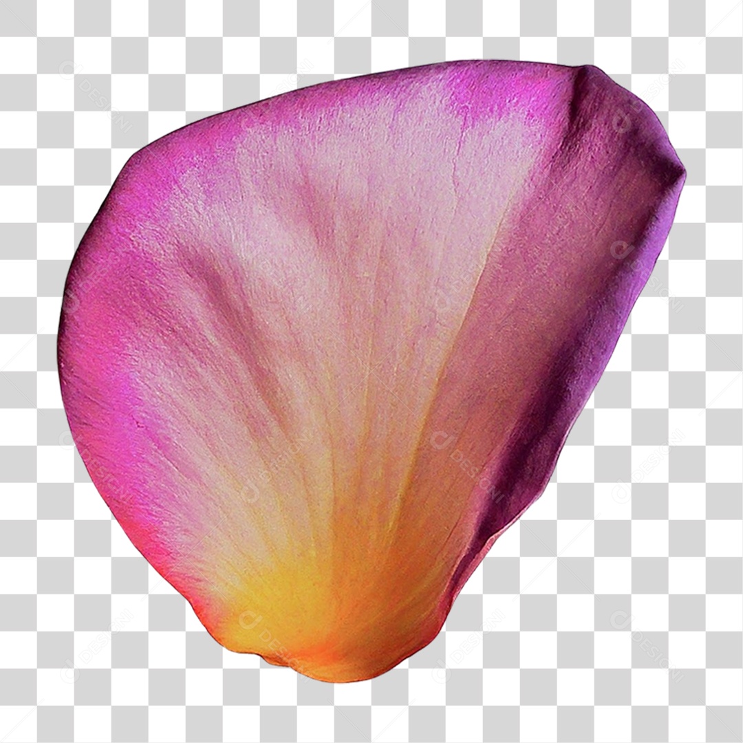 Pétala de Rosa PNG Transparente