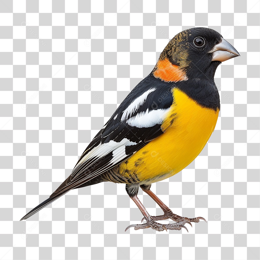 Pássaro Grosbeak PNG Transparente