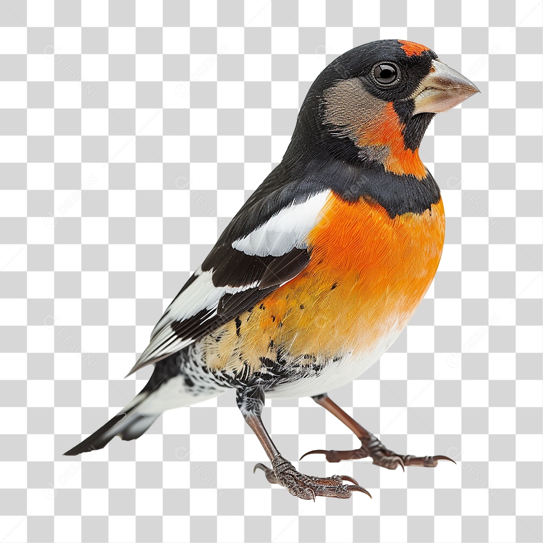 Pássaro Grosbeak PNG Transparente