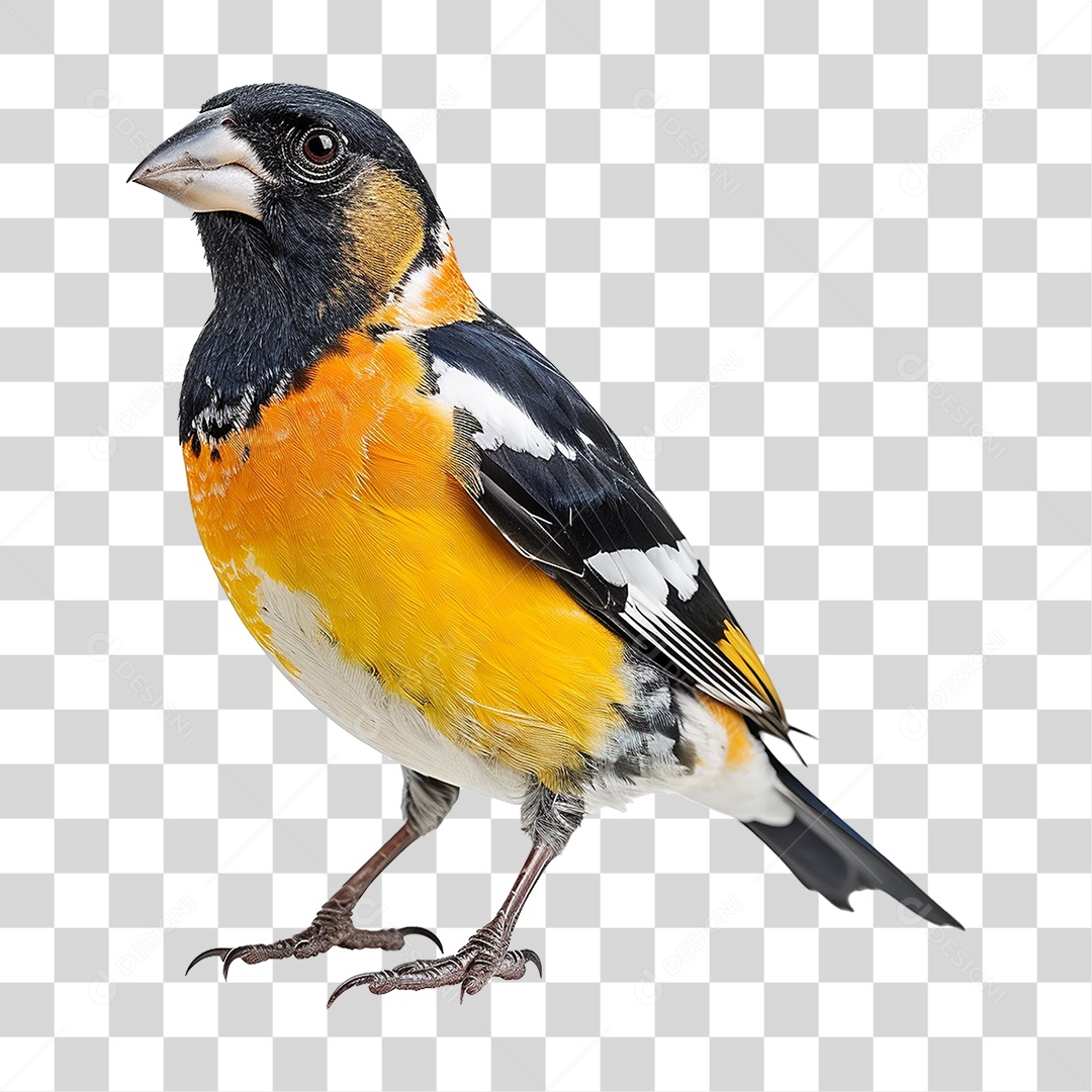 Pássaro Grosbeak PNG Transparente