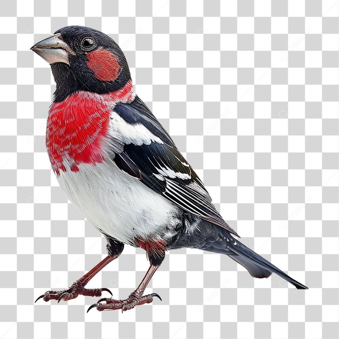 Pássaro Grosbeak PNG Transparente