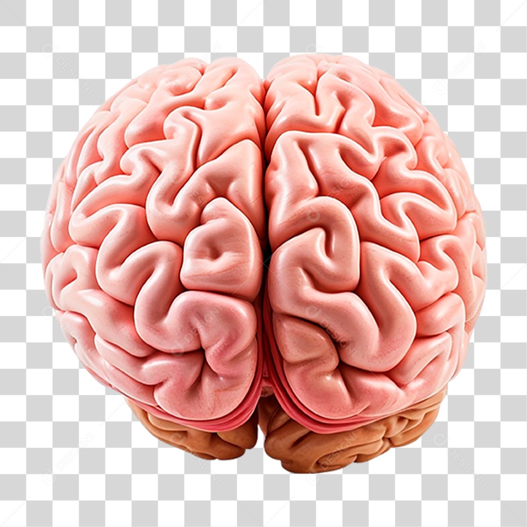 Cérebro Humano PNG Transparente