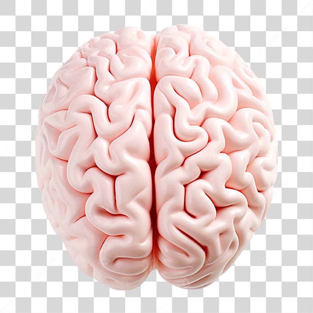 Cérebro Humano PNG Transparente