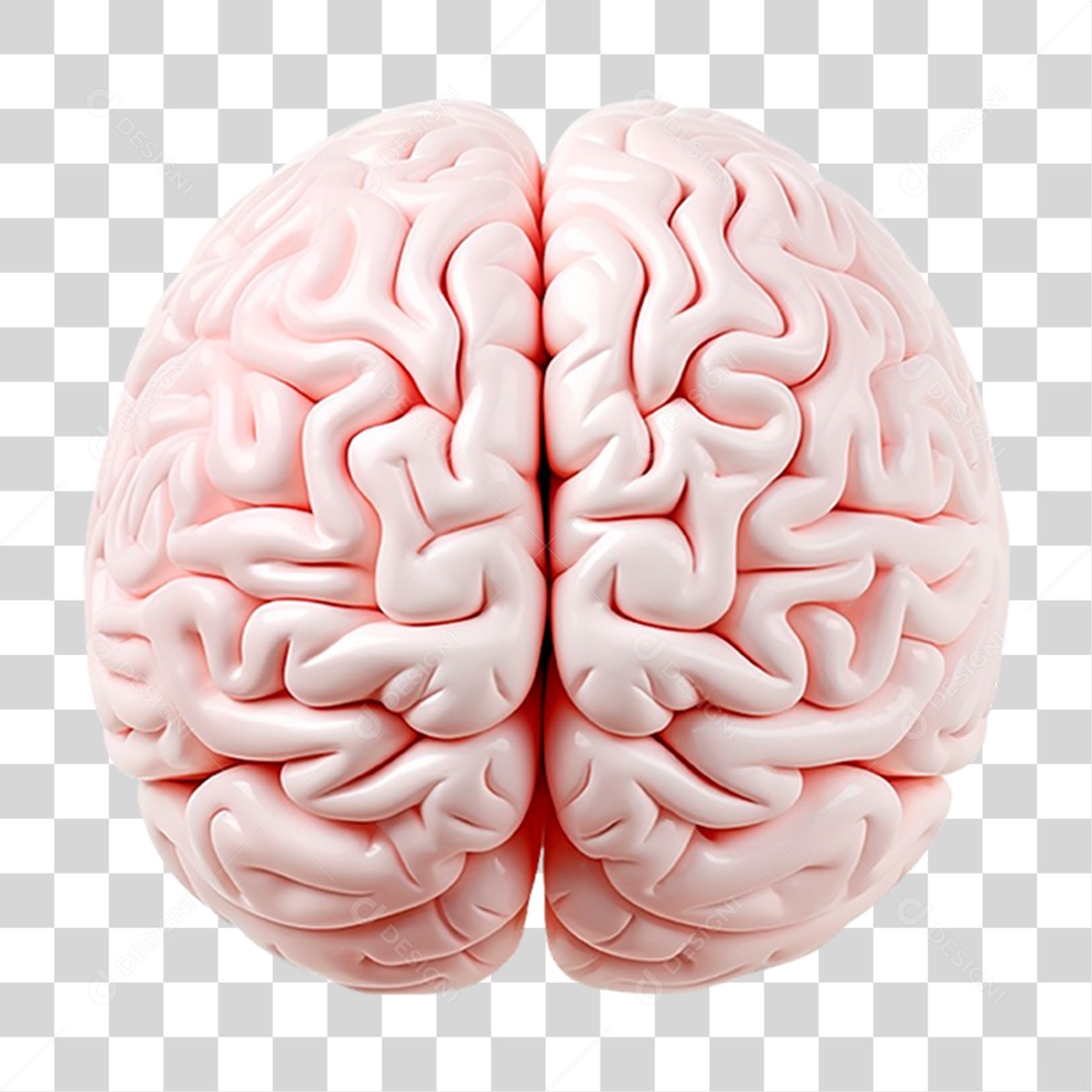 Cérebro Humano PNG Transparente