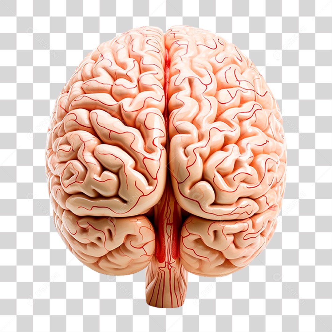 Cérebro Humano PNG Transparente