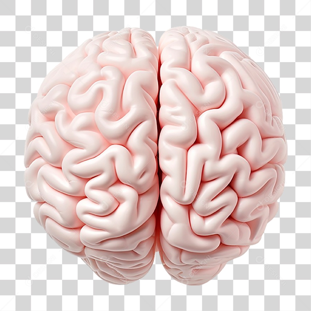 Cérebro Humano PNG Transparente
